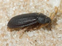 Attēlu rezultāti vaicājumam “Grynocharis oblonga”