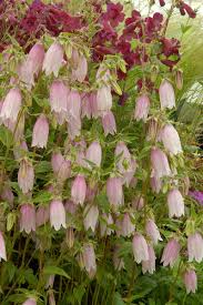 Image result for Campanula formanekiana