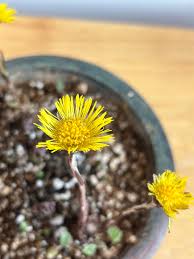 Attēlu rezultāti vaicājumam “Tussilago farfara bud”