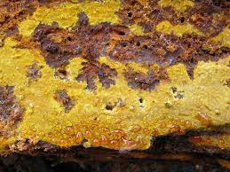 Attēlu rezultāti vaicājumam “Crustoderma dryinum”