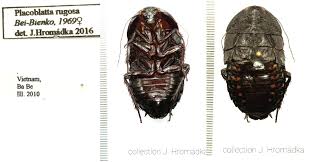 Attēlu rezultāti vaicājumam “Blattoptera”