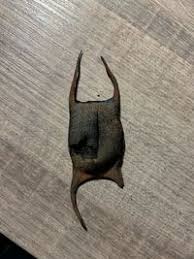 Image result for Amblyraja radiata