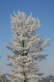 Attēlu rezultāti vaicājumam “Ulmus minor f. suberosa”