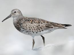 Image result for Calidris tenuirostris