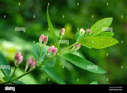 Attēlu rezultāti vaicājumam “Lonicera tatarica bud”