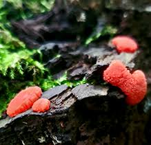 Attēlu rezultāti vaicājumam “Tubifera montana”