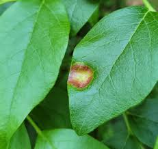 Attēlu rezultāti vaicājumam “Exobasidiales”