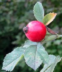 Attēlu rezultāti vaicājumam “Rosa subcanina fruit”