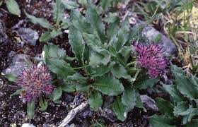 Attēlu rezultāti vaicājumam “Saussurea esthonica flower”