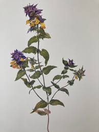 Attēlu rezultāti vaicājumam “Melampyrum nemorosum flower”