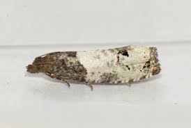 Attēlu rezultāti vaicājumam “Notocelia roborana”