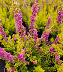 Attēlu rezultāti vaicājumam “Calluna vulgaris flower”