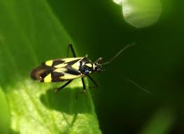 Attēlu rezultāti vaicājumam “Grypocoris sexguttatus”