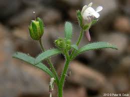 Attēlu rezultāti vaicājumam “Microrrhinum minus flower”