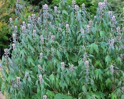 Image result for Leonurus cardiaca