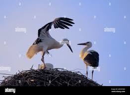 Attēlu rezultāti vaicājumam “Ciconia ciconia juvenile”