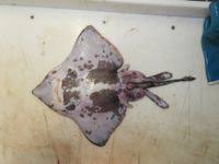 Image result for Amblyraja hyperborea