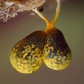 Attēlu rezultāti vaicājumam “Badhamia capsulifera var. arborea sessile”