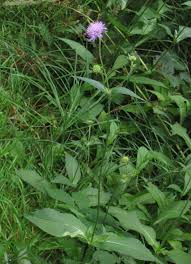 Image result for Knautia dipsacifolia