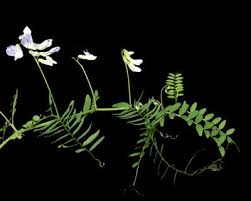 Attēlu rezultāti vaicājumam “Vicia sylvatica leaf”