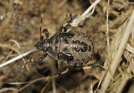 Attēlu rezultāti vaicājumam “Picromerus bidens”