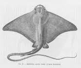 Image result for Myliobatis freminvillei