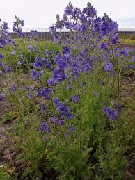 Image result for Polemonium coeruleum