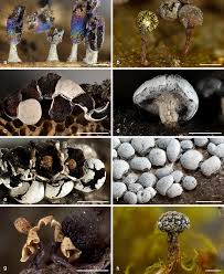 Attēlu rezultāti vaicājumam “Physarum orbis”