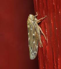 Attēlu rezultāti vaicājumam “Lamprotettix nitidulus”