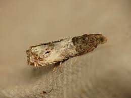 Attēlu rezultāti vaicājumam “Notocelia roborana”