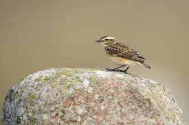 Attēlu rezultāti vaicājumam “Saxicola rubetra adult”