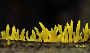 Attēlu rezultāti vaicājumam “Calocera cornea”