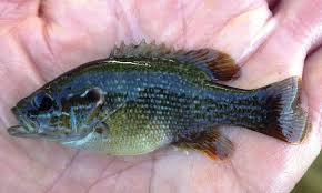 Image result for Lepomis cyanellus