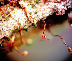 Attēlu rezultāti vaicājumam “Cribraria rubiginosa spores”