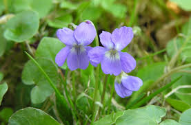 Attēlu rezultāti vaicājumam “Viola hirta”