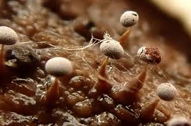 Attēlu rezultāti vaicājumam “Physarum murinum macro”