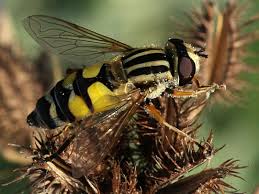 Attēlu rezultāti vaicājumam “Helophilus hybridus male”