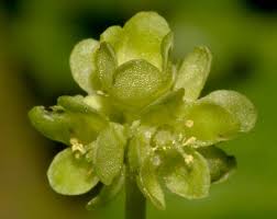 Attēlu rezultāti vaicājumam “Adoxa moschatellina”