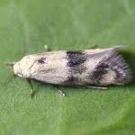 Attēlu rezultāti vaicājumam “Elachista maculicerusella”