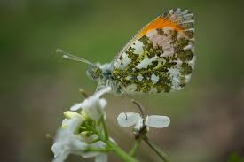 Attēlu rezultāti vaicājumam “Anthocharis cardamines”