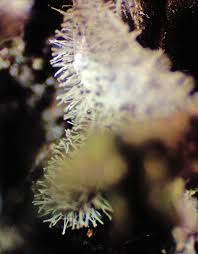 Attēlu rezultāti vaicājumam “Badhamiopsis macrospora macro”