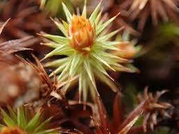 Attēlu rezultāti vaicājumam “Polytrichum juniperinum”