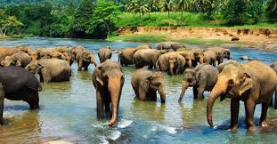 Image result for pinawella