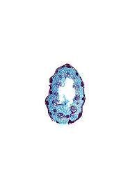 Attēlu rezultāti vaicājumam “Schoenus ferrugineus flower”