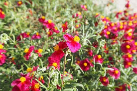 Attēlu rezultāti vaicājumam “Helianthemum x hybridum flower”