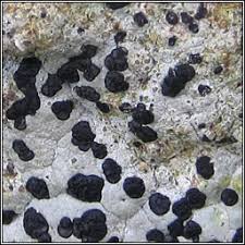 Attēlu rezultāti vaicājumam “Porpidia macrocarpa”