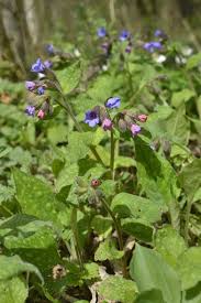 Image result for Pulmonaria officinalis