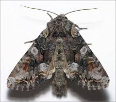 Attēlu rezultāti vaicājumam “Lacanobia contigua larva”