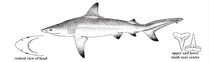 Image result for Carcharhinus