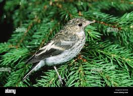 Attēlu rezultāti vaicājumam “Ficedula hypoleuca juvenile”